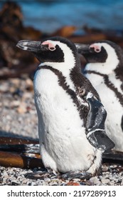 African Penguins Found In Gansbaai