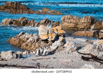 African Penguins Found In Gansbaai