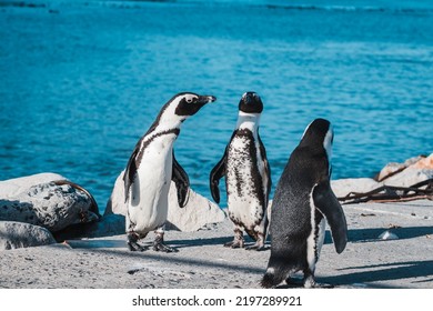 African Penguins Found In Gansbaai