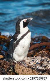 African Penguins Found In Gansbaai