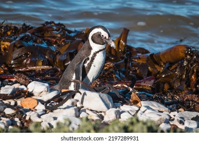 African Penguins Found In Gansbaai