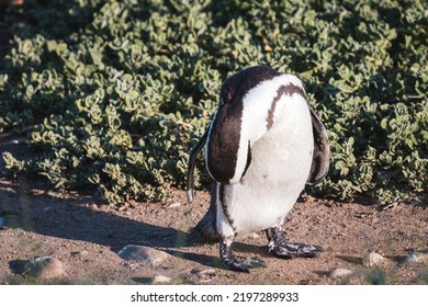 African Penguins Found In Gansbaai