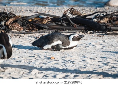 African Penguins Found In Gansbaai