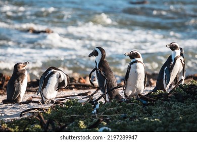 African Penguins Found In Gansbaai