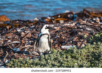 African Penguins Found In Gansbaai