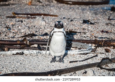 African Penguins Found In Gansbaai