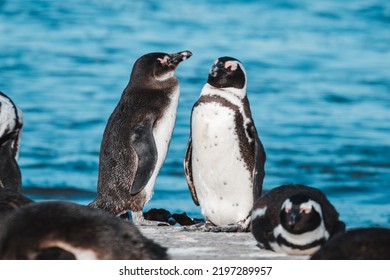 African Penguins Found In Gansbaai