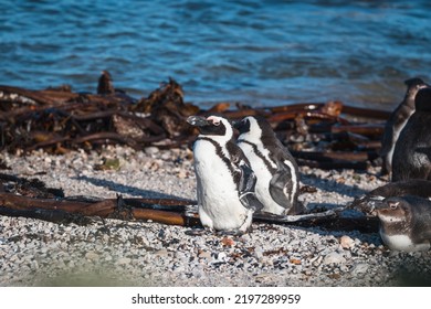 African Penguins Found In Gansbaai