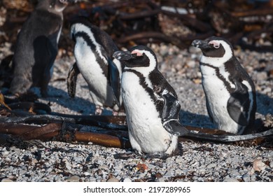 African Penguins Found In Gansbaai