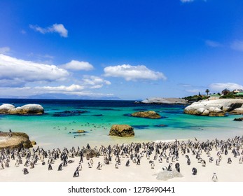 African Penguins On Boulders Beach, South Africa.