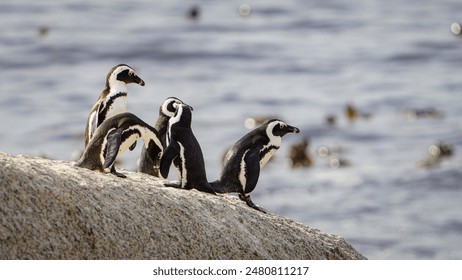 The African penguins on the coast in Boulder's Beach near Cape Town, South Africa - Powered by Shutterstock