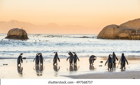 African penguins on the sandy coast in sunset. Red sky. African penguin ( Spheniscus demersus) also known as the jackass penguin and black-footed penguin. Boulders colony. Cape Town. South Africa - Shutterstock ID 497568757