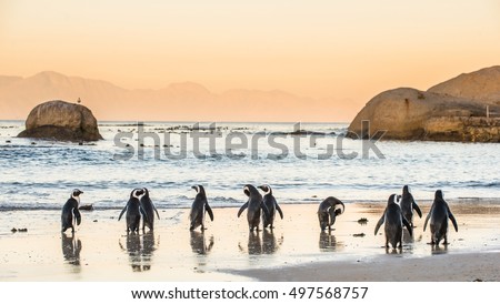 African penguins on the sandy coast in sunset. Red sky. African penguin ( Spheniscus demersus) also known as the jackass penguin and black-footed penguin. Boulders colony. Cape Town. South Africa