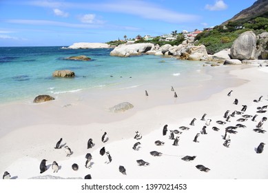 African Penguins Wildlife South Africa Cape Town Boulders Penguin Colony Cape Peninsula 