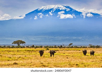 An African picture perfect postcard Scene of Buffalos grazing at the foot of the magnificent Mount Kilimanjaro at the Amboseli National Park, Kenya - Powered by Shutterstock