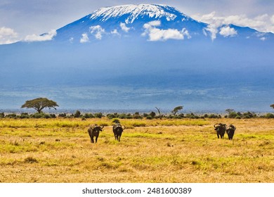 An African picture perfect postcard Scene of Buffalos grazing at the foot of the magnificent Mount Kilimanjaro at the Amboseli National Park, Kenya - Powered by Shutterstock