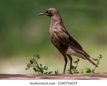 African Pied Starling Lamprotornis Bicolor South Stock Photo 2180756019 ...