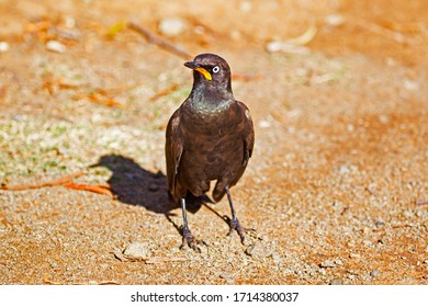 African Pied Starling standing on ground