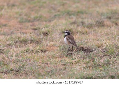 African Pied Wagtail