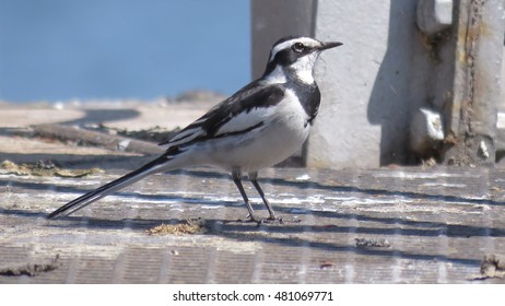 African Pied Wagtail.