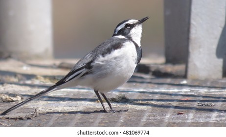 African Pied Wagtail.