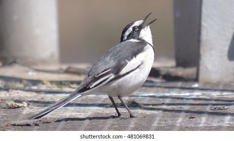 African Pied Wagtail.