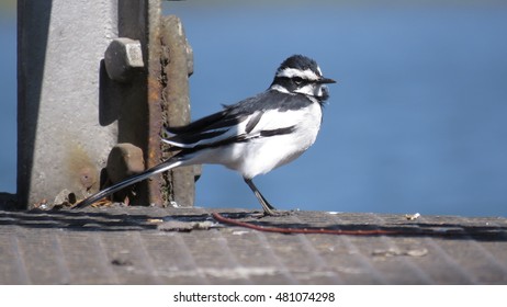 African Pied Wagtail.