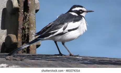 African Pied Wagtail.