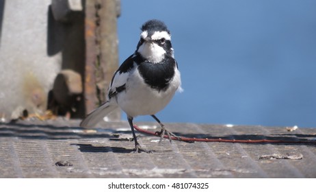 African Pied Wagtail.