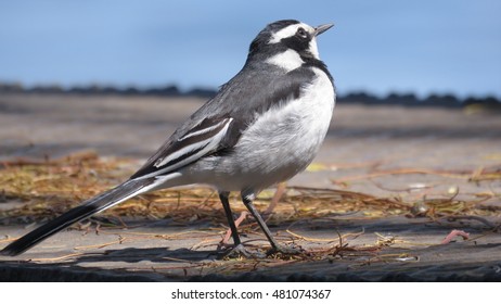 African Pied Wagtail