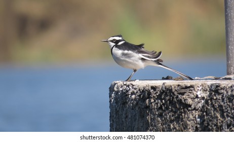 African Pied Wagtail