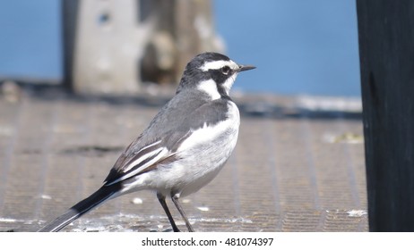 African Pied Wagtail