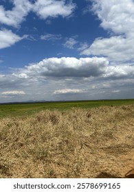 African plains with dramatic sky