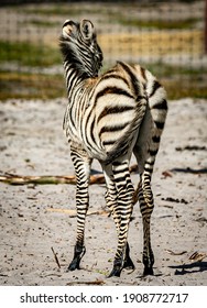 Baby Zebra Images Stock Photos Vectors Shutterstock