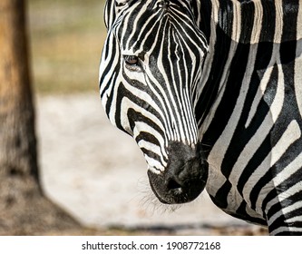 African Plains Zebra Head And Face