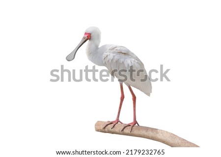  african platalea alba isolated on white background