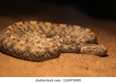 African Puff Adder