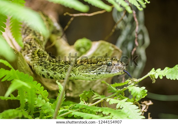 African\
puff adder flicking its tongue while in a\
plant
