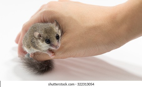 african pygmy mouse