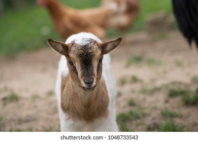 African Pygmy Goat