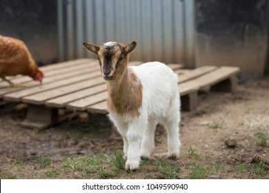 African Pygmy Goat