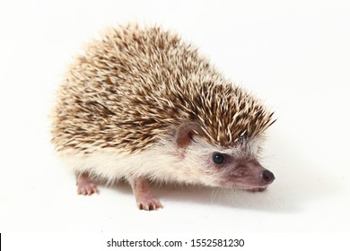 
african pygmy hedgehog isolated on white background