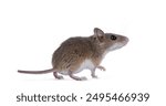 African pygmy mouse aka Mus minutoides and smallest rodent in the world, moving side ways. Looking up and away camera. Isolated on a white background.