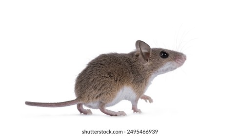 African pygmy mouse aka Mus minutoides and smallest rodent in the world, moving side ways. Looking up and away camera. Isolated on a white background. - Powered by Shutterstock