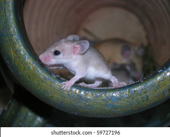 african pygmy mouse