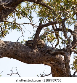 An African Python Curled Up In A Tree