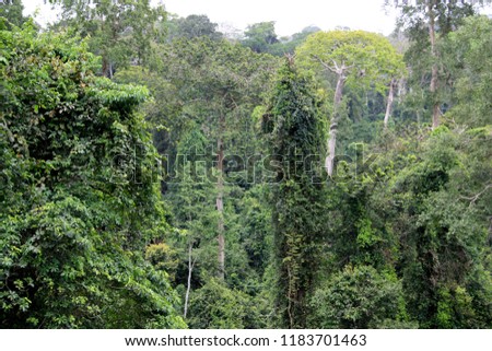 African Rainforest at the Kakum National Park near Cape Coast, Ghana