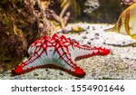 African red knob sea star in closeup, tropical ornamental aquarium pet, Starfish specie from the indo-pacific ocean