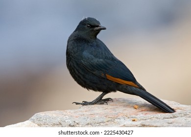 African Red-winged Starling (Onychognathus morio) perched on a rock along the coast of South Africa. Seen from the side standing against a blue natural background.