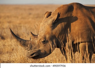 African Rhino Close Up At Sunrise